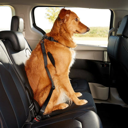 Two Pack Dog Seatbelt Leash